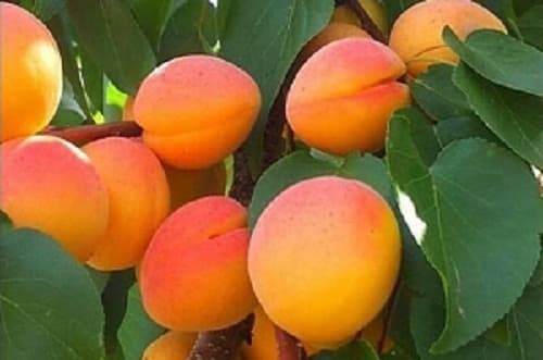 Kajsija Novosadska rodna